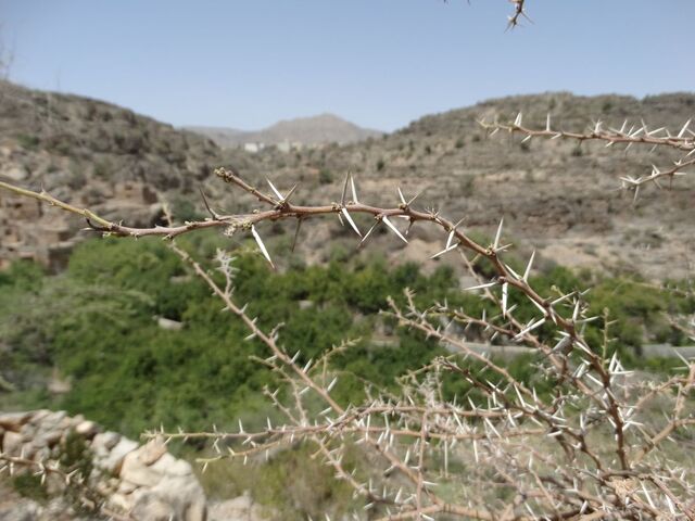 Jabal Akhdar — Wadi Bani Habib