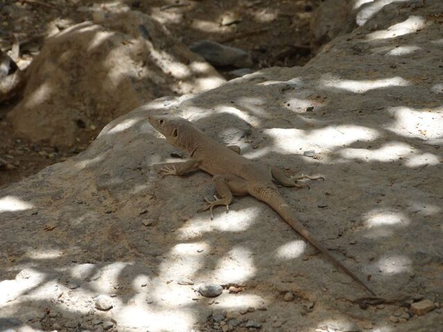 Jebel Shams — Balcony Walk