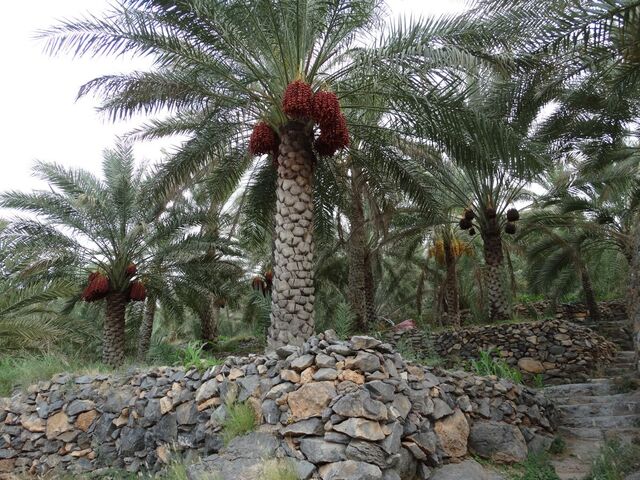 Misfat Al Abriyeen