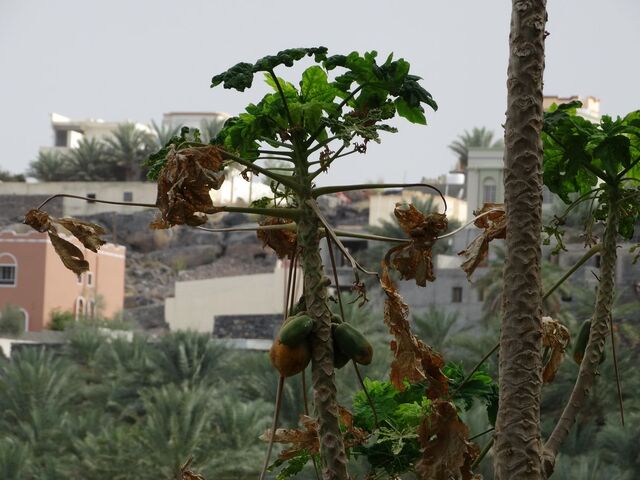 Misfat Al Abriyeen