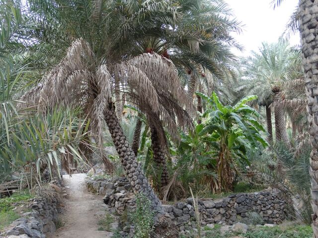 Misfat Al Abriyeen