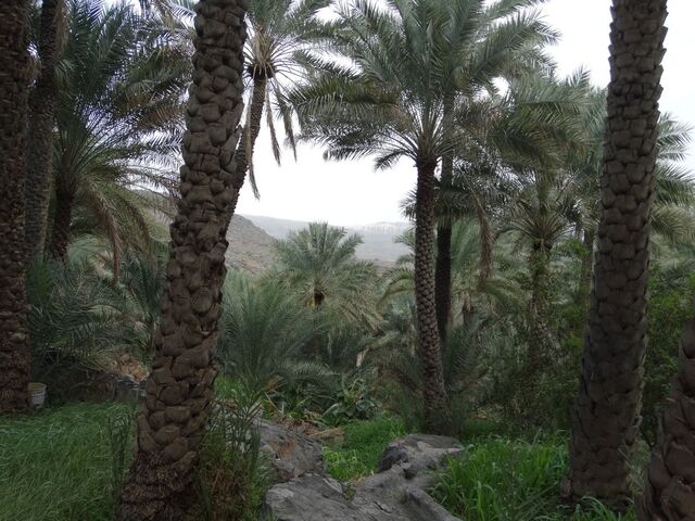 Misfat Al Abriyeen