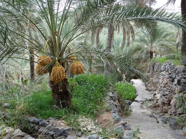 Misfat Al Abriyeen