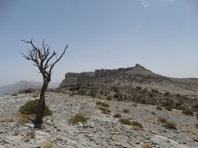 Sharaf Al Alamayn